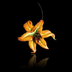 Lily - 1972